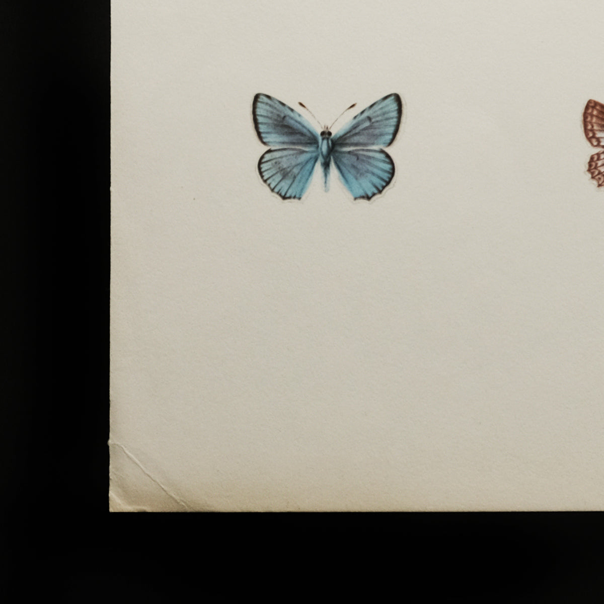 「古くに描かれた絵図展」蝶々・バタフライヴィンテージプリント